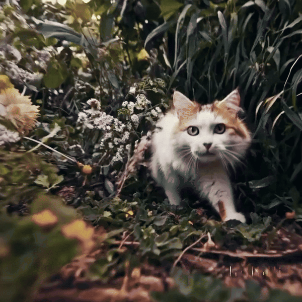 1_kgazTzEl6xN7tueN9O-mFA (1).gif