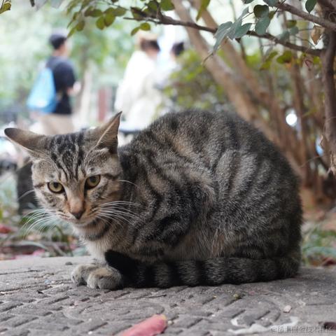 西米酱米西于2022-11-16 17:20发布的图片