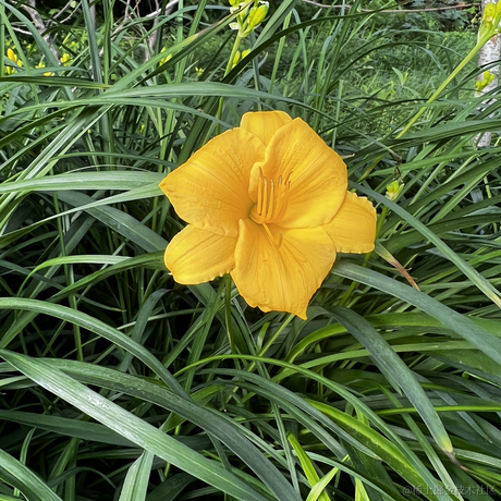 苹果树上都是大苹果于2022-06-17 22:26发布的图片