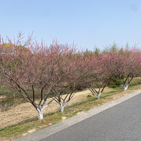 夜果子于2023-03-16 09:34发布的图片