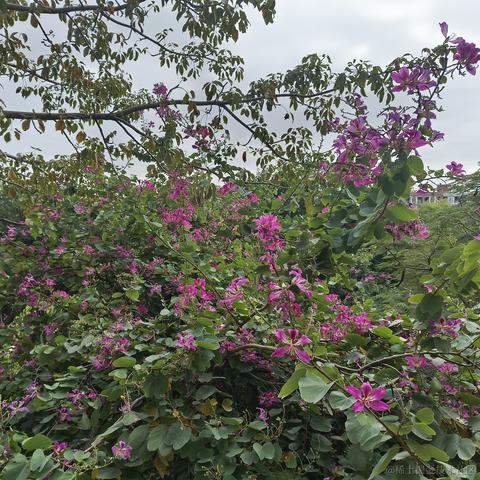 千岁归鹤于2022-12-02 21:51发布的图片