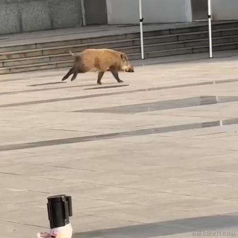 嘉然今天吃战斧牛排于2022-11-24 09:25发布的图片