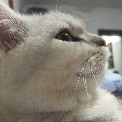 一只小菠萝于2021-10-27 18:22发布的图片