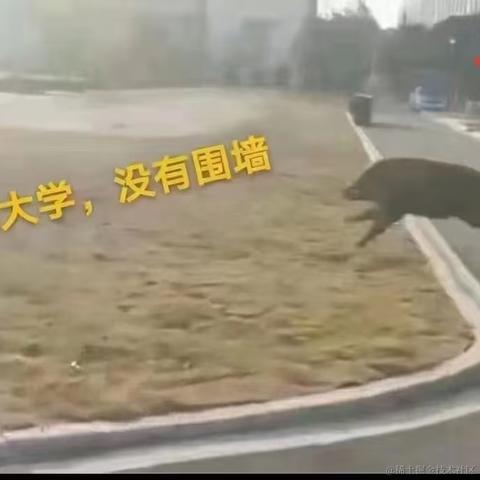 白日梦想家m于2022-11-11 23:35发布的图片