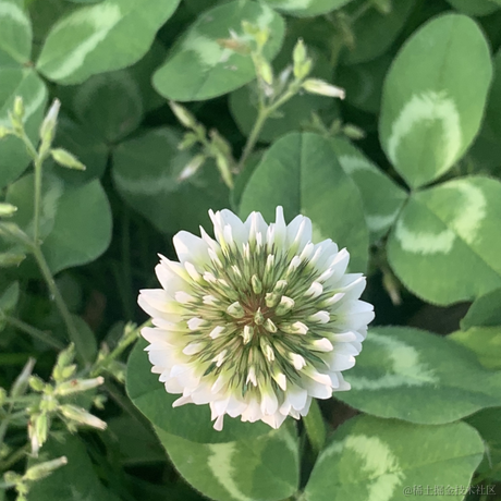 无谓ww于2021-04-20 15:26发布的图片