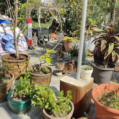 枝江最甜草莓嘉心棉花糖于2022-12-31 13:43发布的图片