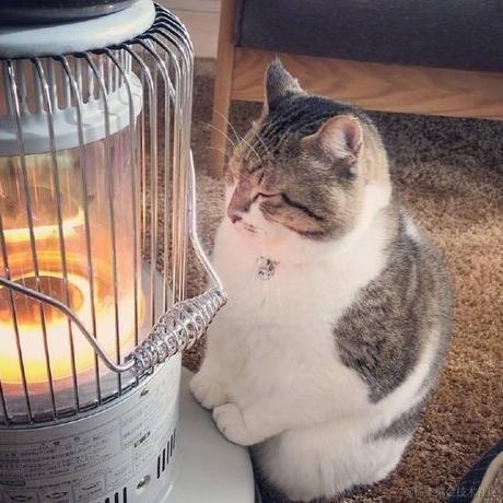 援桌骑士宁宁于2022-11-29 08:21发布的图片