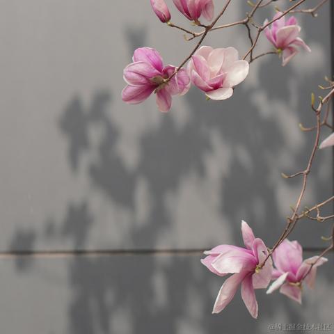 只会cv的前端于2023-03-14 11:17发布的图片