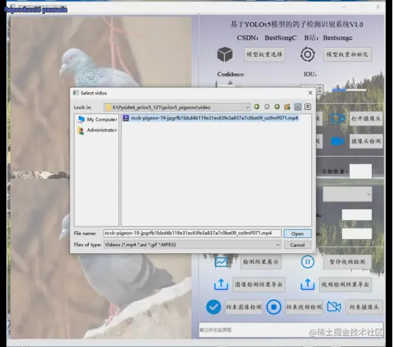高精度鸽子检测识别系统2403.png