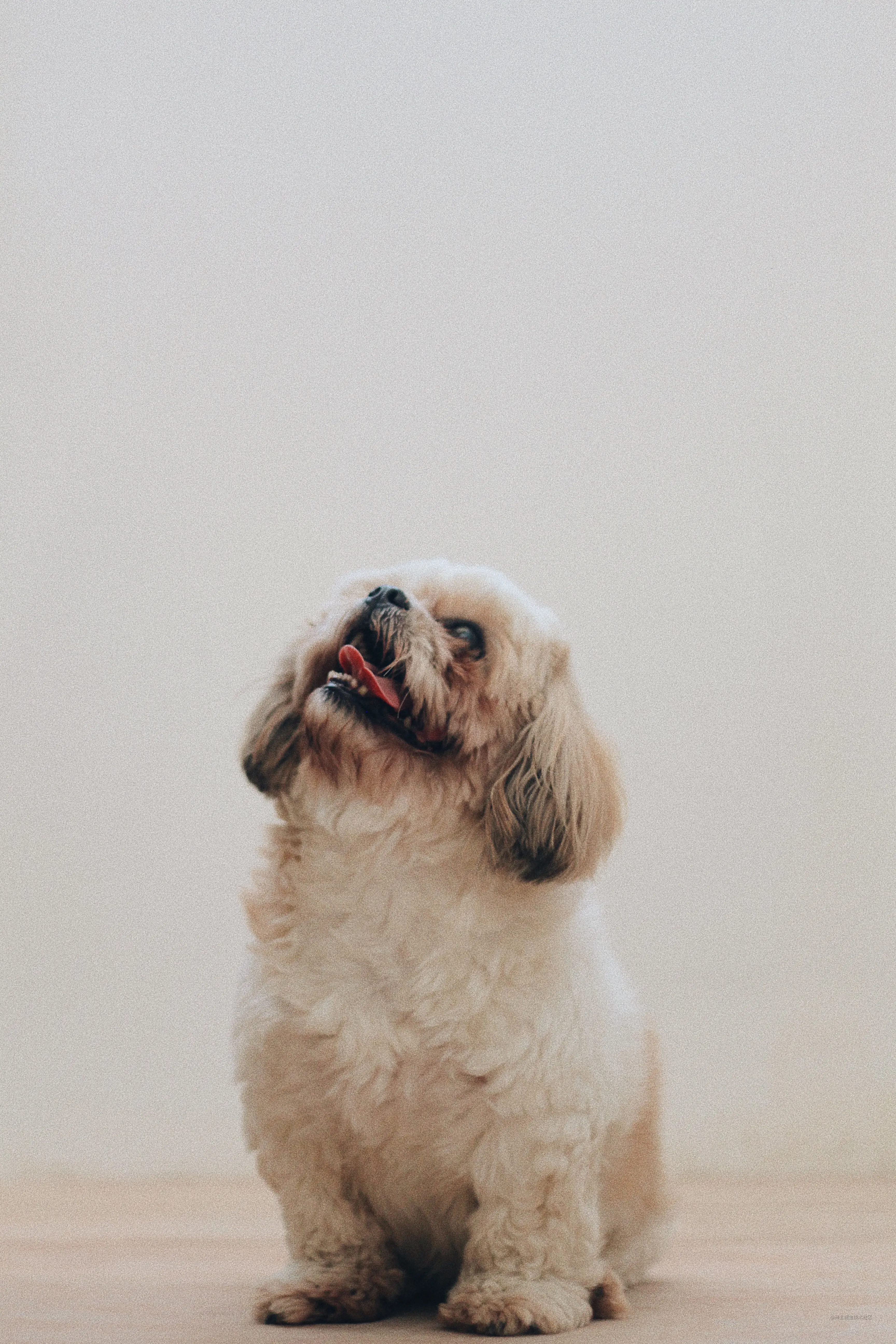pexels-miguel-constantin-montes-2623968.jpg