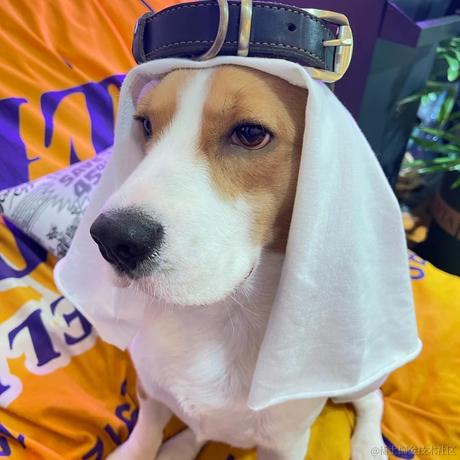 瞌睡柴于2022-11-23 10:22发布的图片