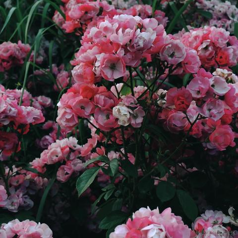 花世于2024-05-22 10:24发布的图片