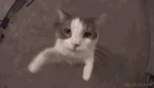 5.gif
