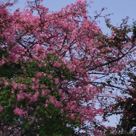 Ymo于2022-11-29 13:24发布的图片