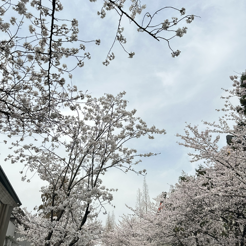 自由的_鱼于2023-03-20 17:33发布的图片