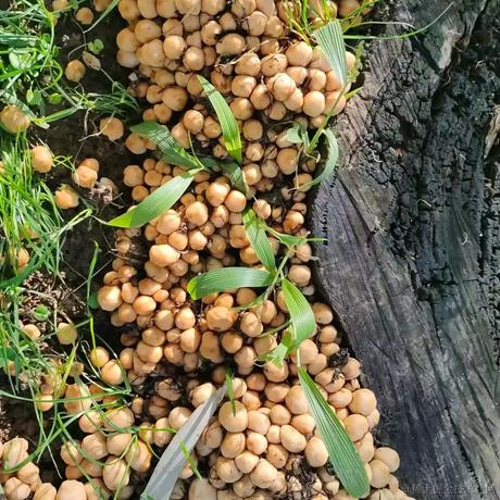 汽水味的小盆友于2022-11-19 17:04发布的图片