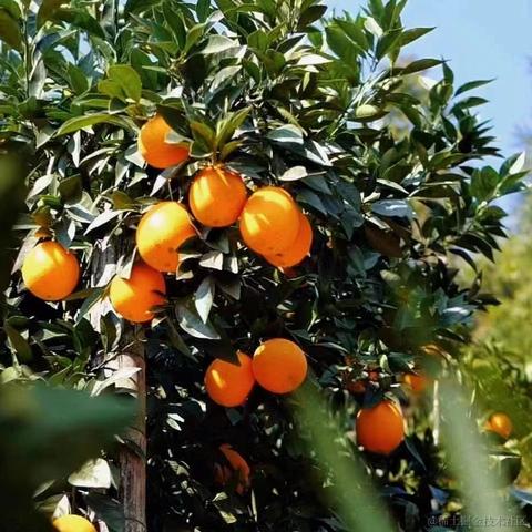 codercao于2022-11-21 10:15发布的图片