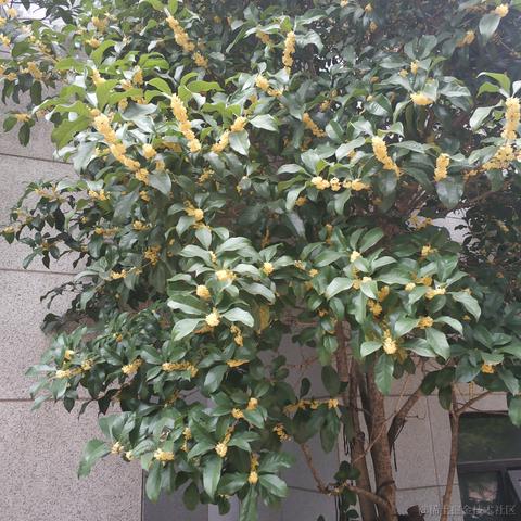 wangly19于2020-09-28 08:25发布的图片