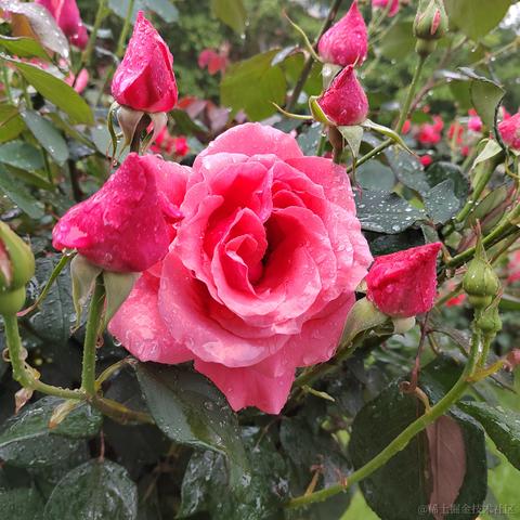 日月昭昭于2023-04-23 14:53发布的图片