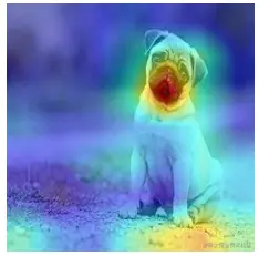 cam_dog.png
