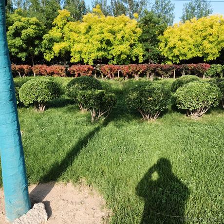 bthh于2023-05-23 07:41发布的图片