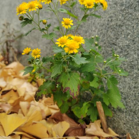 叮咚咚咚于2022-10-29 23:34发布的图片