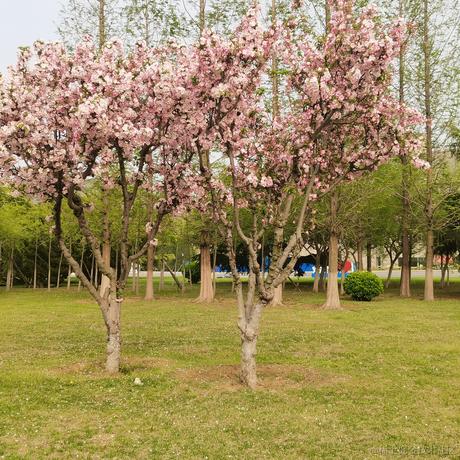 yulax于2023-04-26 08:37发布的图片