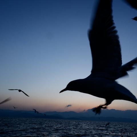 AAA加瓦咖啡批发老陈于2023-03-02 03:29发布的图片