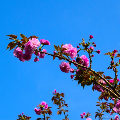 欲买桂花同载酒_于2023-03-27 11:20发布的图片