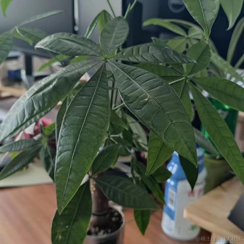 梦想是回家养猪于2024-05-29 14:07发布的图片