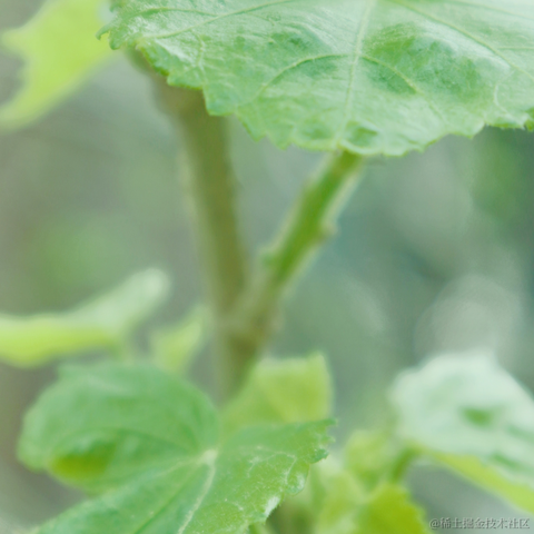 红毛丹于2022-03-21 13:43发布的图片