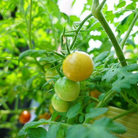 梨轻巧于2022-07-13 23:41发布的图片