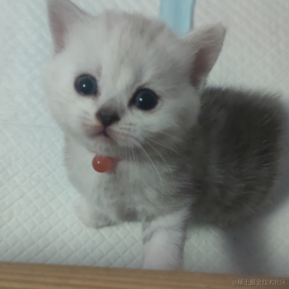 orangecat于2023-05-23 10:36发布的图片