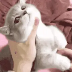 7f53021f283260906a851a35f590d0e2.gif