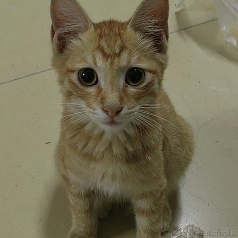 一个汉堡于2022-12-01 01:30发布的图片