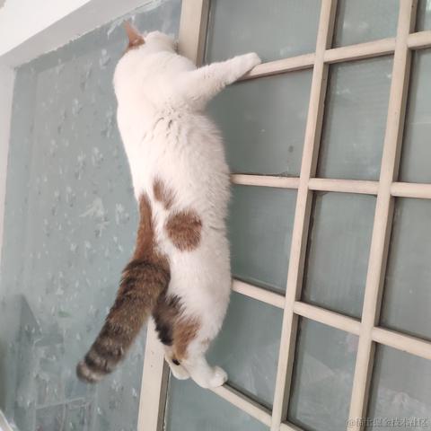 猫猫吧于2021-10-31 11:23发布的图片