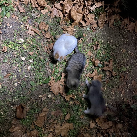 海猫与海豹于2022-11-26 12:24发布的图片