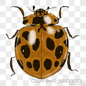 实体五星瓢虫.png