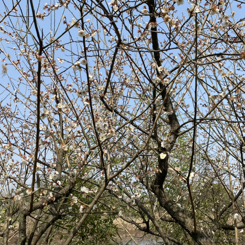 夜果子于2023-03-16 09:34发布的图片