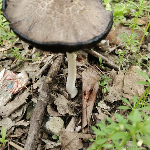 fishspring于2023-05-10 13:37发布的图片