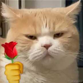 婉婉啊于2022-04-07 08:53发布的图片