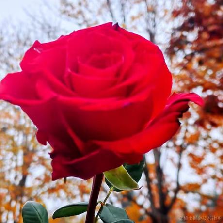 一支奶淇琳于2022-11-27 23:47发布的图片