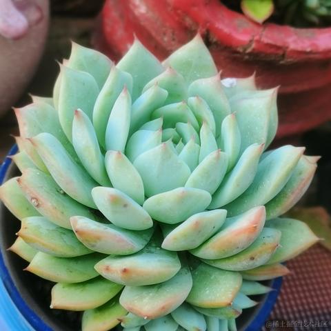 月季花于2022-11-23 17:17发布的图片