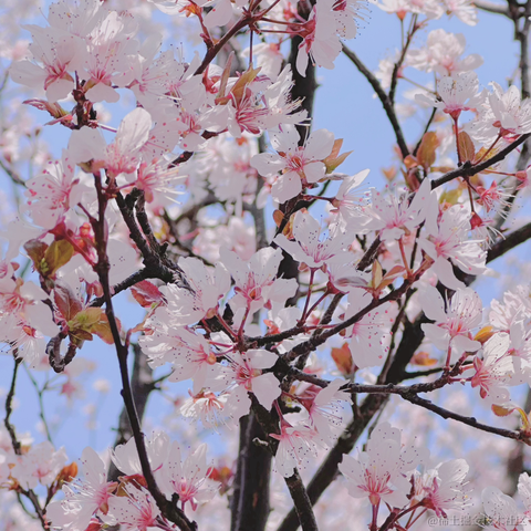 红毛丹于2023-03-11 20:40发布的图片