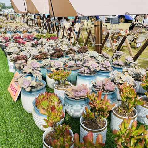 小行星i于2022-11-14 16:32发布的图片