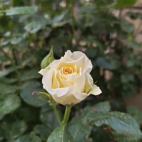 violetBlue于2023-05-12 22:38发布的图片