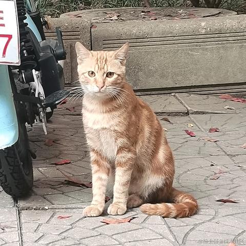 西米酱米西于2022-11-13 02:28发布的图片