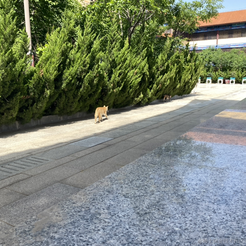 不是厨师于2023-05-16 20:20发布的图片