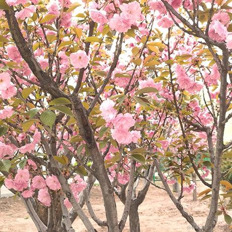 Giu_于2023-04-14 16:05发布的图片