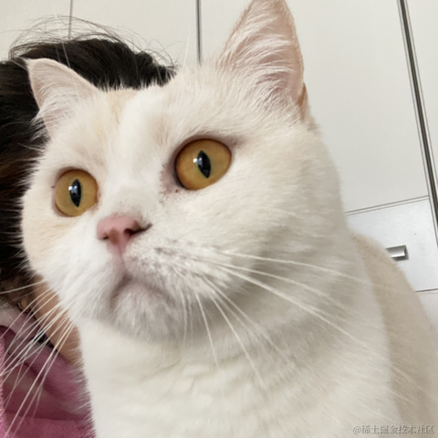 点点是只猫于2022-11-11 23:31发布的图片